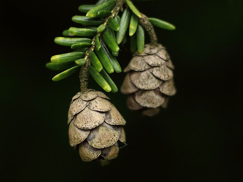 woodlawn gary bendig woodlawn gary bendig