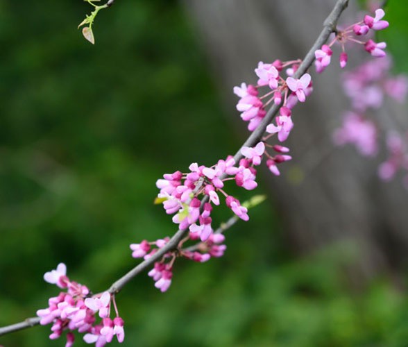 woodlawn janet r weiden woodlawn janet r weiden