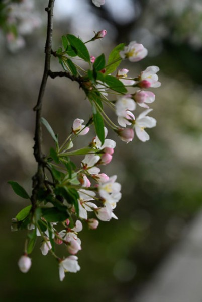 woodlawn janet r weiden woodlawn janet r weiden