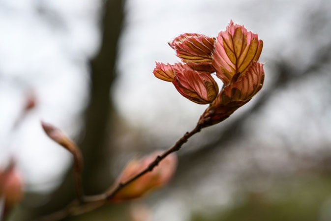 woodlawn janet r weiden woodlawn janet r weiden