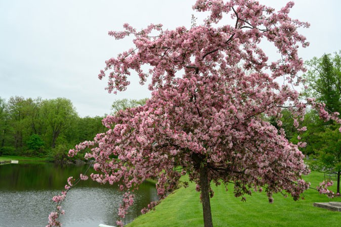 woodlawn janet r weiden woodlawn janet r weiden