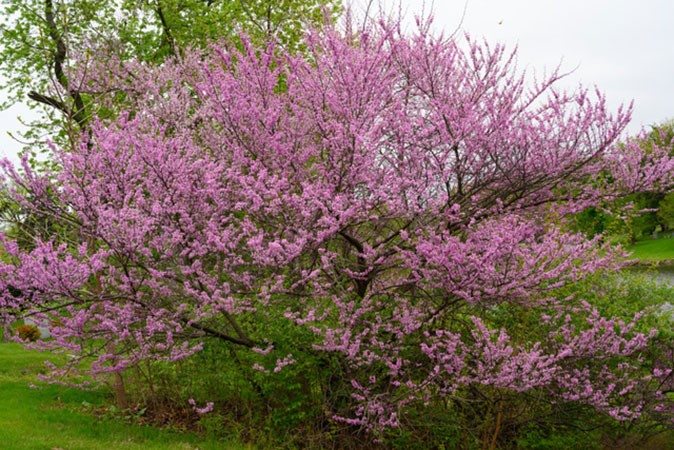 woodlawn janet r weiden woodlawn janet r weiden