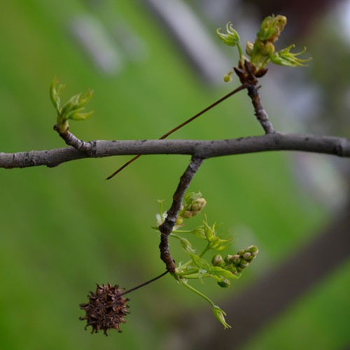 woodlawn janet r weiden woodlawn janet r weiden