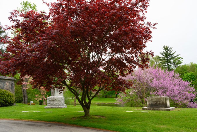 woodlawn janet r weiden woodlawn janet r weiden