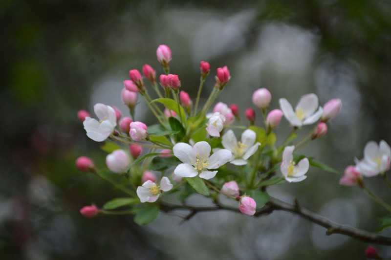 woodlawn patty toneff woodlawn patty toneff