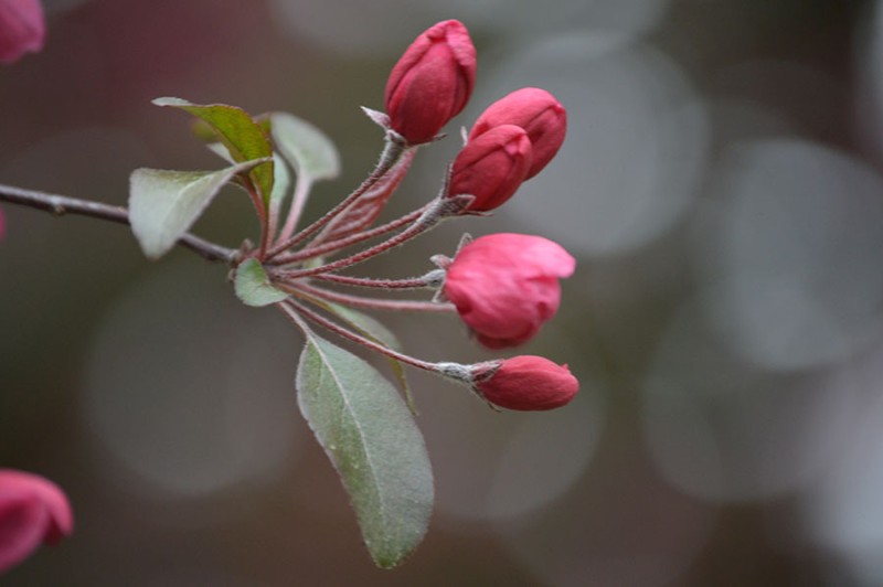 woodlawn patty toneff woodlawn patty toneff