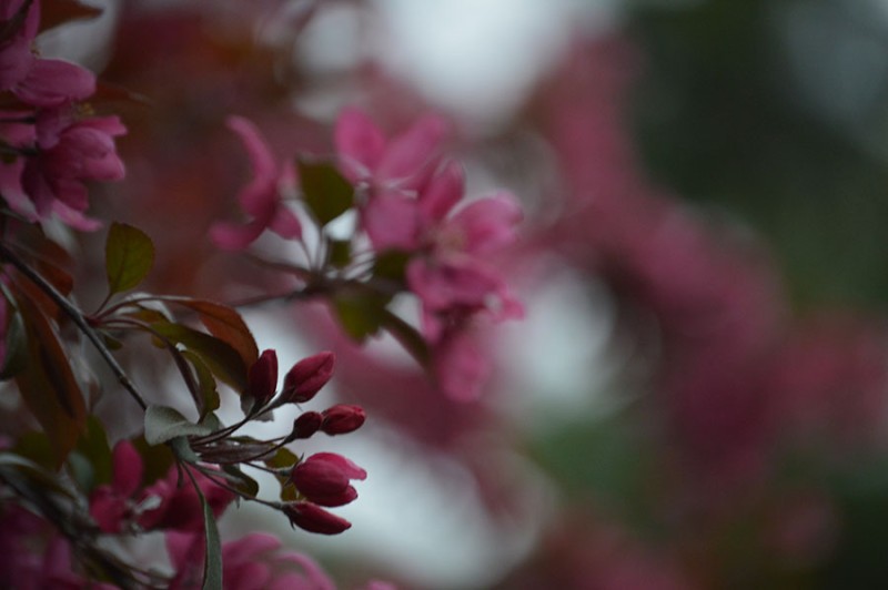 woodlawn patty toneff woodlawn patty toneff