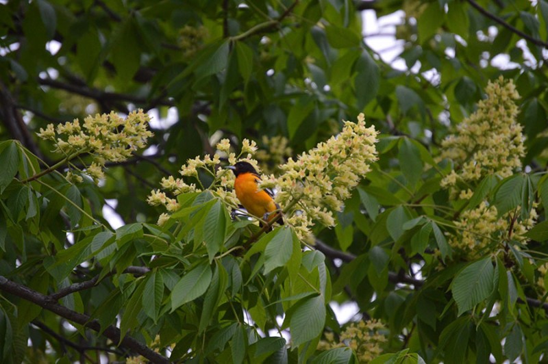 woodlawn patty toneff woodlawn patty toneff