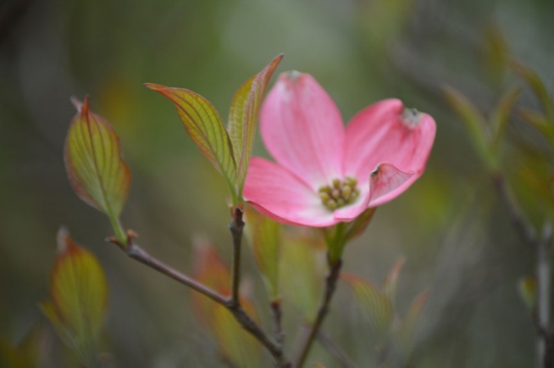 woodlawn patty toneff woodlawn patty toneff