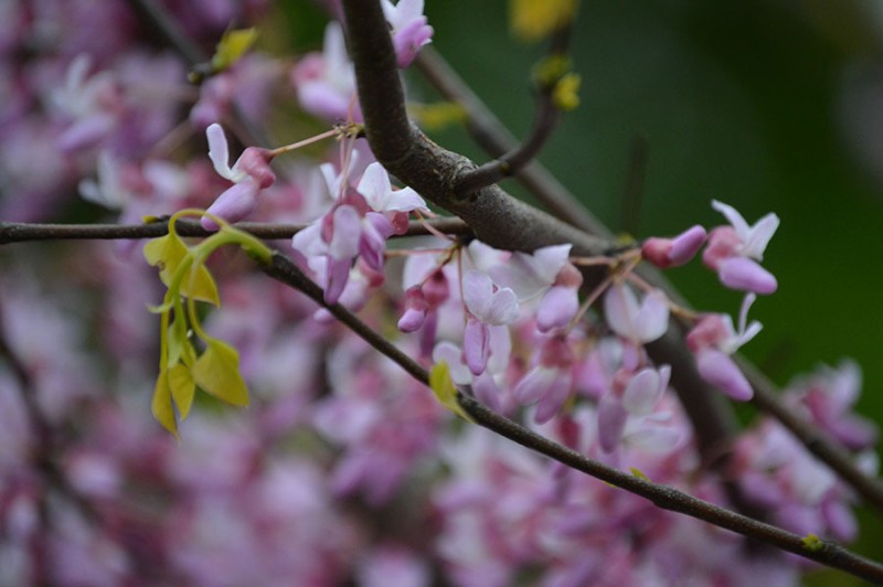 woodlawn patty toneff woodlawn patty toneff