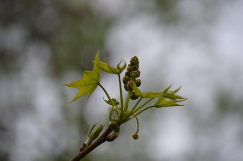 woodlawn patty toneff woodlawn patty toneff