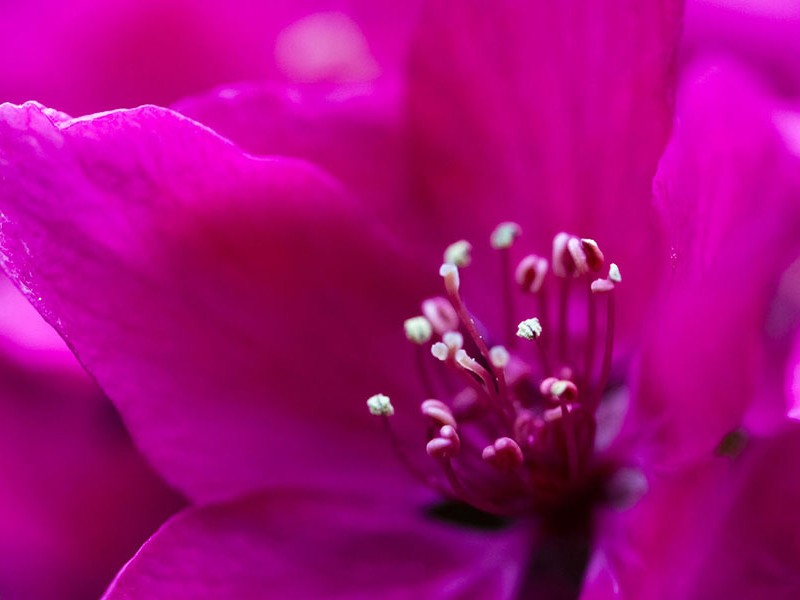 woodlawn preston dibling kohne camera photo woodlawn preston dibling kohne camera photo