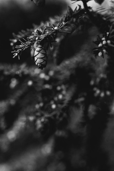 woodlawn preston dibling kohne camera photo woodlawn preston dibling kohne camera photo