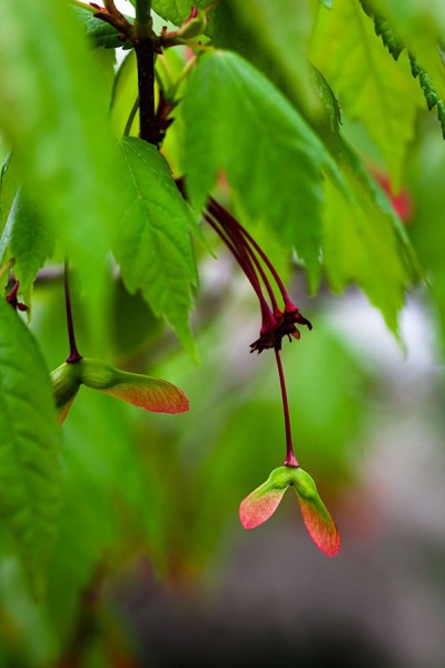 woodlawn preston dibling kohne camera photo woodlawn preston dibling kohne camera photo