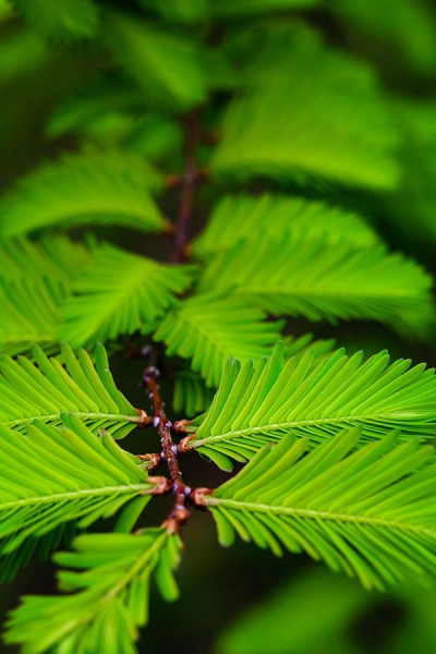 woodlawn preston dibling kohne camera photo woodlawn preston dibling kohne camera photo